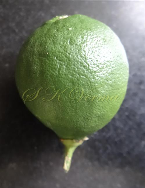  Fruit